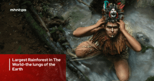 Largest Rainforest In The World